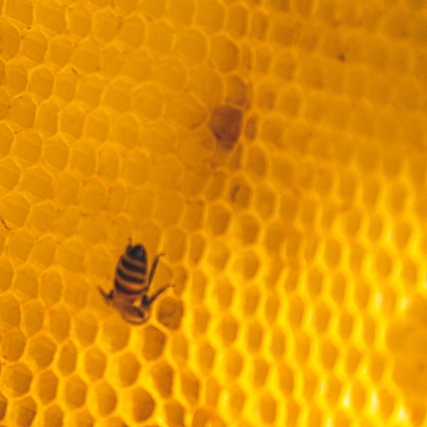 Royal Jelly