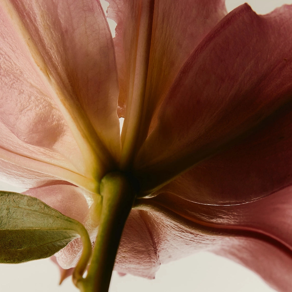 Active Botanicals