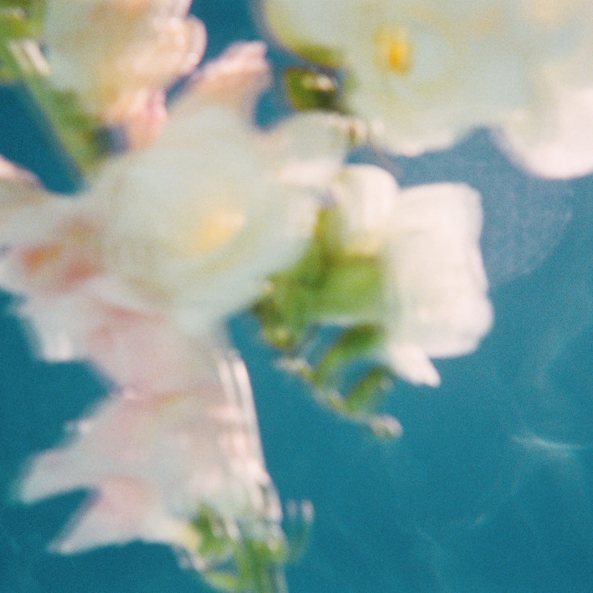 Meadowfoam Seed Oil