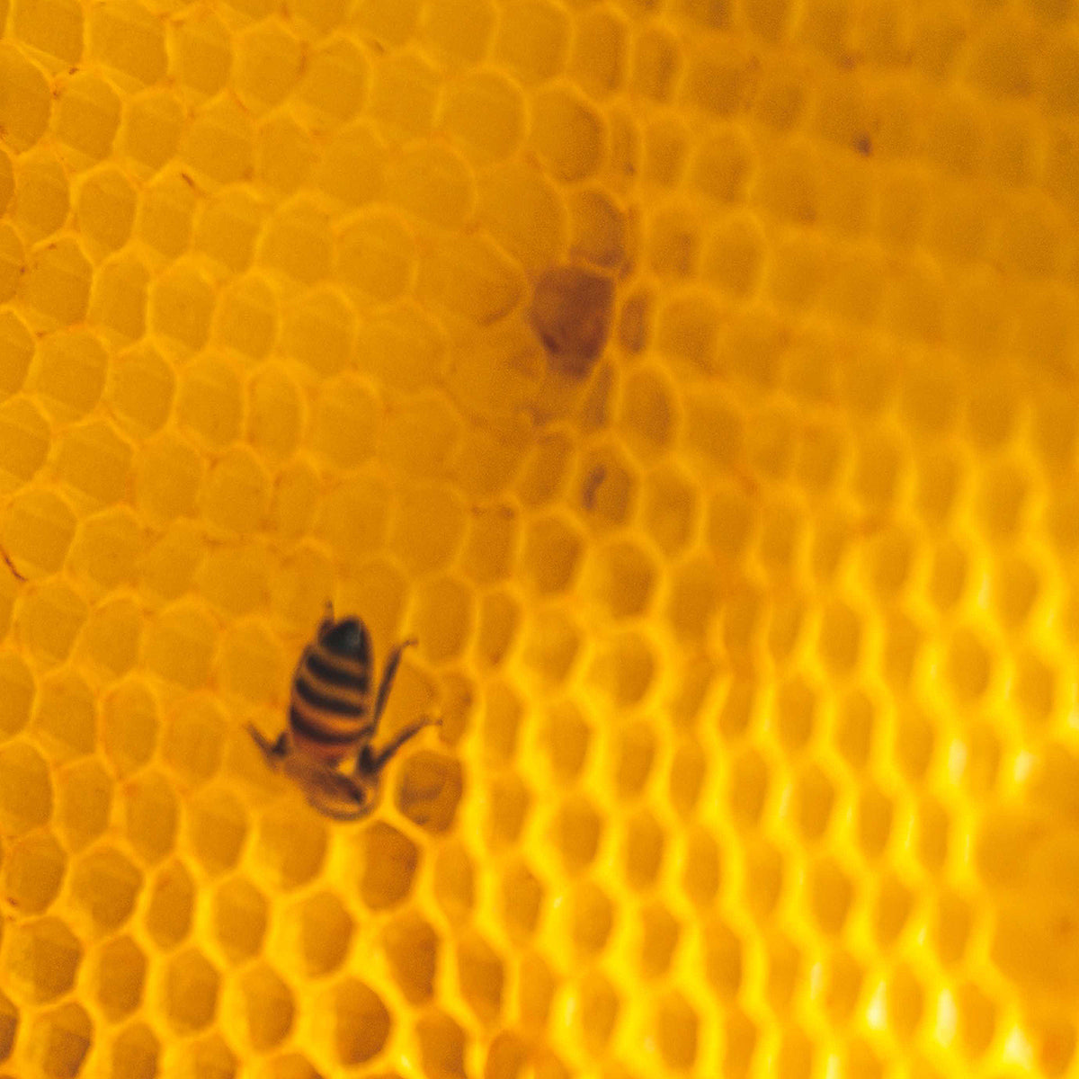 Royal Jelly
